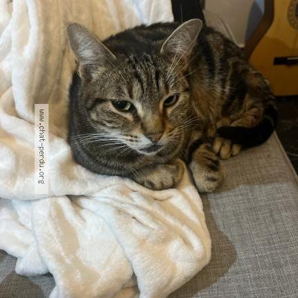 Photo 1/1 Lucky Chat perdu à Parentis en born