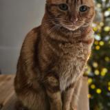 Photo de chat perdu à Le Bouscat