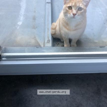 Photo 1/1 Chat retrouvé Perdu à Lille