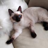 Photo de chat perdu à Bruz