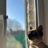 Photo de chat perdu à La Chapelle Saint Luc