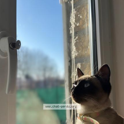 Photo 3/3 Yaara Chat perdu à La chapelle saint luc