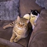 Photo de chat perdu à Bergerac