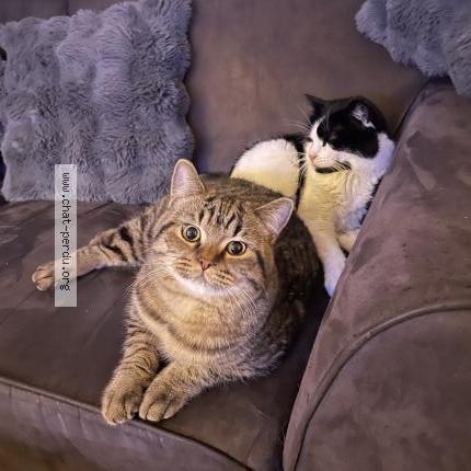 Photo 1/1 Timothé Chat perdu à Bergerac