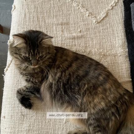 Photo 1/1 Pixelle Chat perdu à Romorantin lanthenay