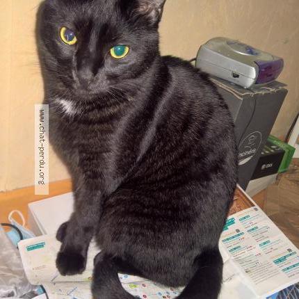 Photo 1/2 Chat retrouvé Perdu à Aix en provence