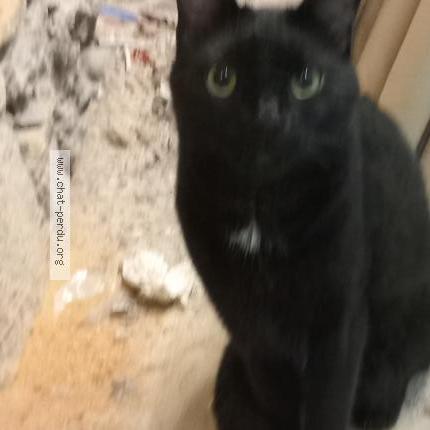 Photo 2/2 Chat retrouvé Perdu à Aix en provence