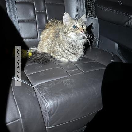 Photo 1/1 Chat trouvé Trouvé à Romorantin lanthenay