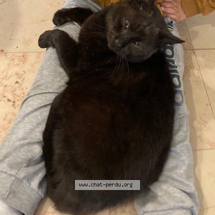Photo 1/1 Chat retrouvé Perdu à Brunstatt didenheim