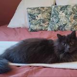 Photo de chat perdu à Andard