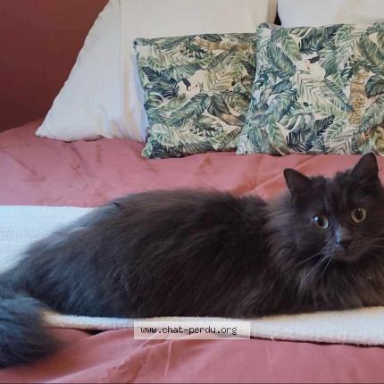 Photo 1/1 Olka Chat perdu à Andard