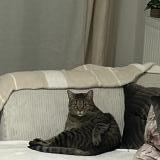 Photo de chat perdu à Toulon