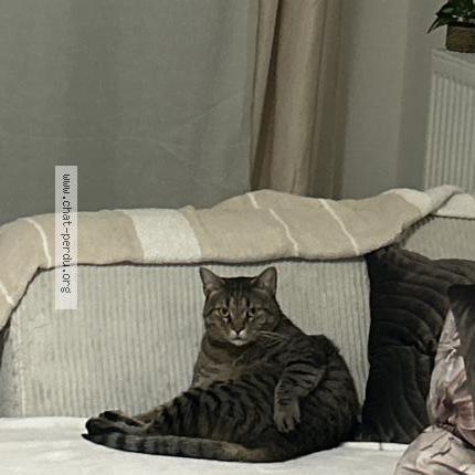 Photo 1/1 Simba Chat perdu à Toulon