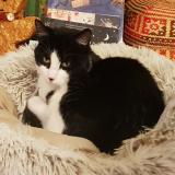 Photo de chat perdu à Guengat