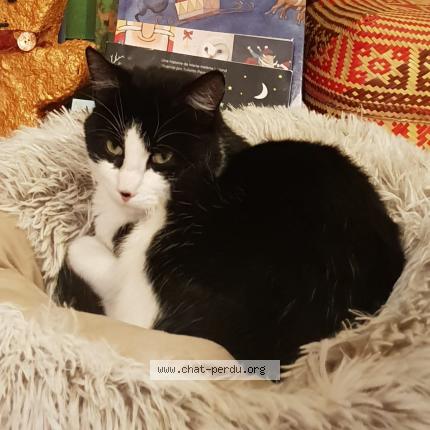 Photo 1/1 Chat retrouvé Perdu à Guengat