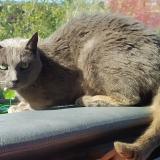 Photo de chat perdu à Ducey