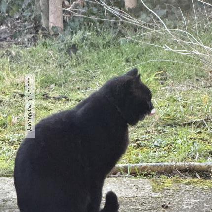 Photo 1/2 Chat retrouvé Trouvé à Beaumont monteux