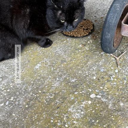 Photo 2/2 Chat retrouvé Trouvé à Beaumont monteux