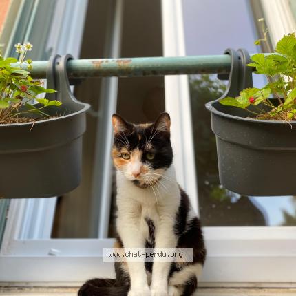 Photo 1/1 Poupoune Chat perdu à Nanterre