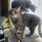 Photo de chat perdu à Gonesse