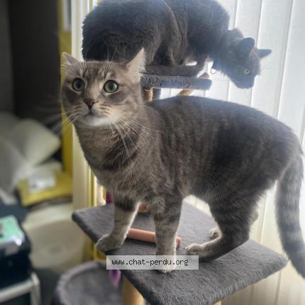 Photo 1/1 Maki Chat perdu à Gonesse