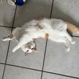 Photo de chat perdu à Raon L Etape