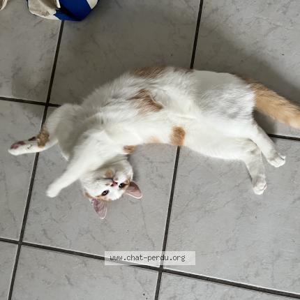 Photo 1/1 Roucky Chat perdu à Raon l etape