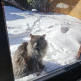 Photo de chat trouvé à Verdun