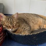 Photo de chat perdu à Montpellier