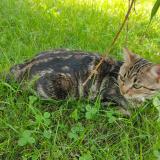 Photo de chat perdu à Doubs