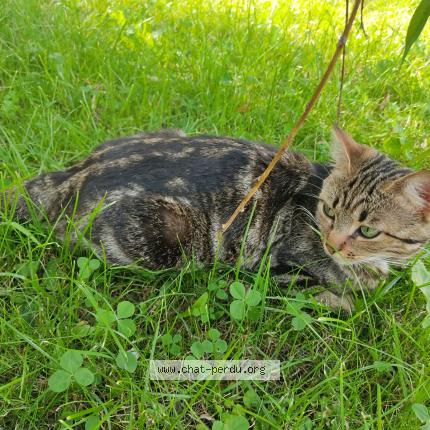 Photo 1/1 Chipie Chat perdu à Doubs