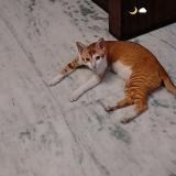 Photo de chat perdu à Meerut