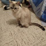 Photo de chat perdu à Chatillon Sur Chalaronne