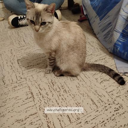 Photo 1/1 Penelope Chat perdu à Chatillon sur chalaronne