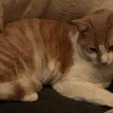 Photo de chat perdu à Sainte Eulalie