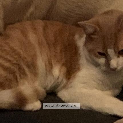 Photo 1/1 Tigrou Chat perdu à Sainte eulalie