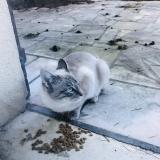 Photo de chat trouvé à Ozoir La Ferriere