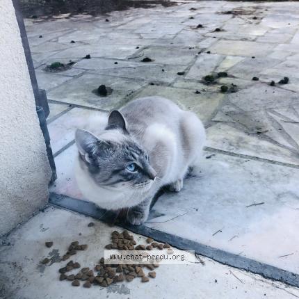 Photo 1/1 Chat trouvé Trouvé à Ozoir la ferriere