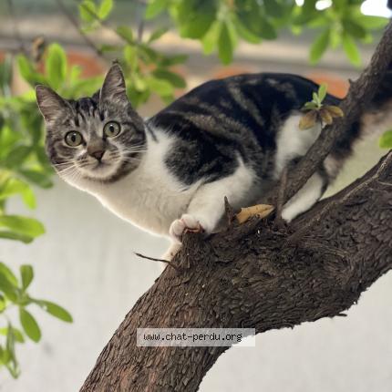 Photo 1/1 Chat retrouvé Perdu à La garde