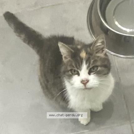 Photo 1/1 Chat retrouvé Trouvé à Chartres