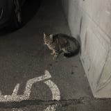 Photo de chat trouvé à Bordeaux