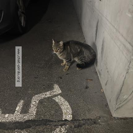 Photo 1/1 Chat trouvé Trouvé à Bordeaux