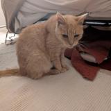 Photo de chat perdu à Sartrouville