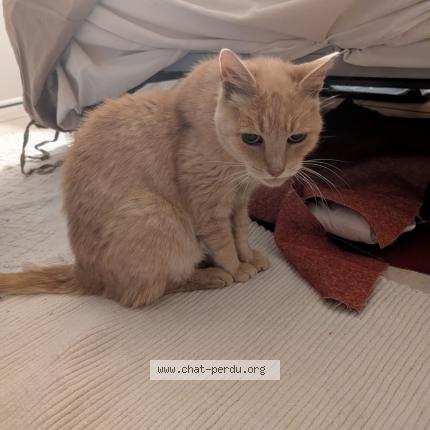 Photo 1/1 Chouli Chat perdu à Sartrouville