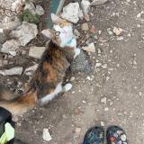 Photo de chat perdu à San Antonio