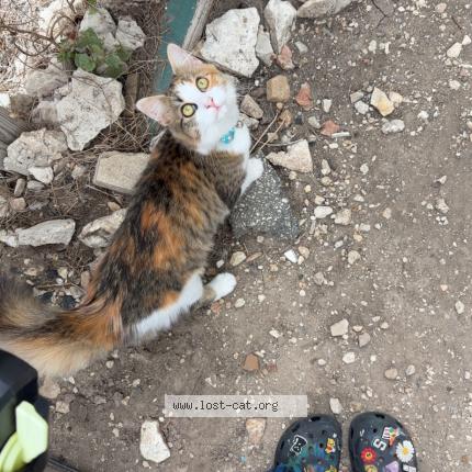 Photo 1/1 Naya Chat perdu à San antonio