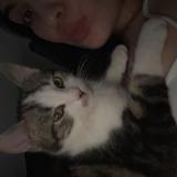 Photo de chat perdu à Le Controis En Sologne