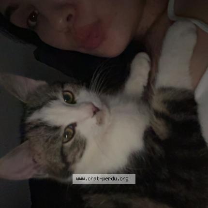 Photo 1/1 Aiko Chat perdu à Le controis en sologne