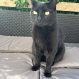 Photo de chat perdu à Saint Thonan