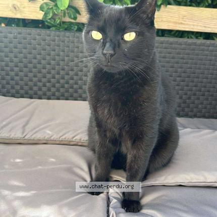 Photo 1/1 Peter Chat perdu à Saint thonan